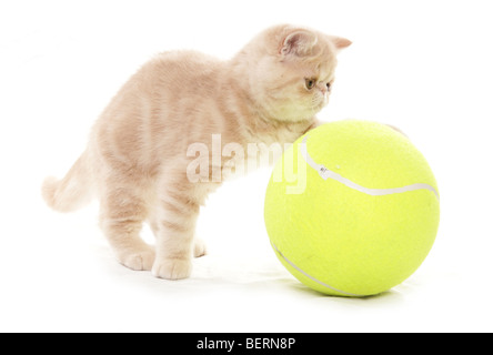 exotisch Kurzhaar Kätzchen mit Tennisball Portrait im studio Stockfoto