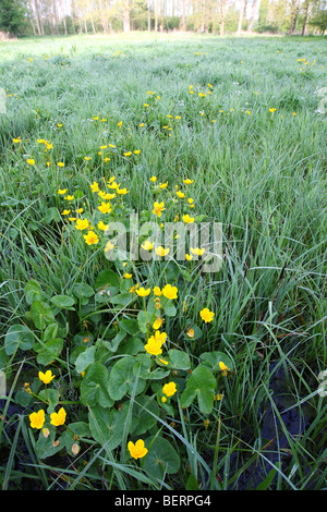 Blühende Marsh Marigold / Sumpfdotterblumen blühen (Caltha Palustris) im Feuchtgebiet Stockfoto