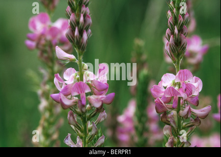Blumen der Esparsette (Onobrychis Viciifolia), Ardennen, Lothringen, Frankreich Stockfoto