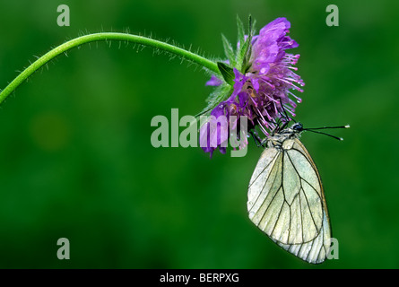 Schwarz geädert weißen Schmetterling (Aporia Crataegi) auf Feldblume Witwenblume (Knautia Arvensis), Ardennen, Lothringen, Frankreich Stockfoto