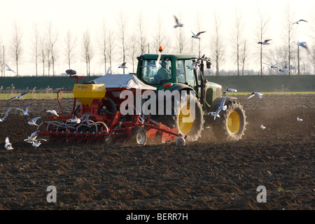 Möwen nach Traktor Pflügen Feld, Belgien Stockfoto