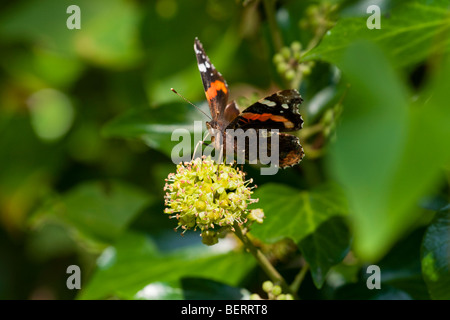 Red Admiral, Vanessa Atalanta, Fütterung auf Efeu Blumen, Hedera Helix, auf den Scilly-Inseln Stockfoto