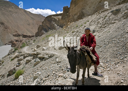 Novize einen Esel reiten. Auf dem Weg zum Phuktal Kloster. Zanskar. Indien Stockfoto