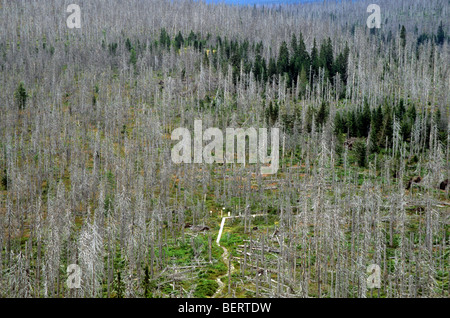 Fichten sterben durch Borkenkäfer (Scolytidae) Angriff, Lusen, Bayerischer Wald-NP, Deutschland Stockfoto