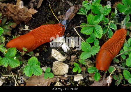 Schwarze Schnecke, orange Form (Arion Ater Rufus) in Buchenwald Stockfoto