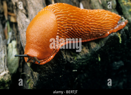 Schwarze Schnecke, orange Form (Arion Ater Rufus) in Buchenwald Stockfoto