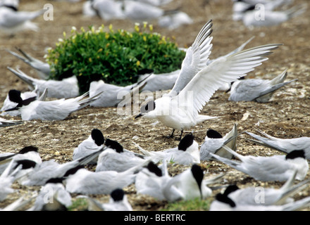 Brandseeschwalbe (Sterna / Thalasseus Sandvicensis) Kolonie, Farne Islands, Engeland, UK Stockfoto