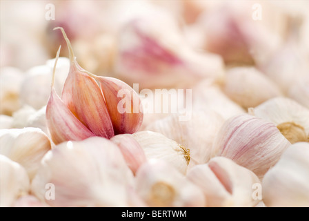 Zertifizierte Bio-frische Knoblauch Stockfoto