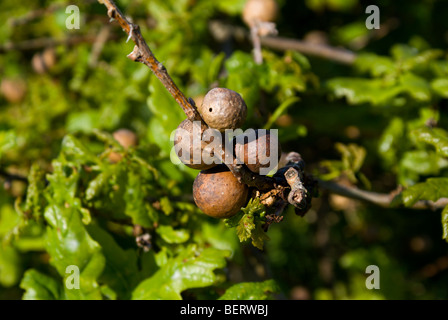 Eiche Marmor Gallapfel, verursacht durch die Parthenogenetische Gall Wasp Andricus kollari Stockfoto