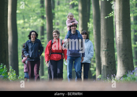 Wanderer unter den Glockenblumen (Endymion Nonscriptus) in Buchenwald, Hallerbos, Belgien Stockfoto