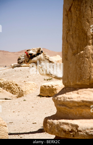 Kamel in der Nähe von römischen Ruinen und archäologischen Stätte in Palmyra, Syrien, Naher Osten, Asien Stockfoto