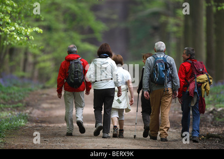 Wanderer unter den Glockenblumen (Endymion Nonscriptus) in Buchenwald, Hallerbos, Belgien Stockfoto