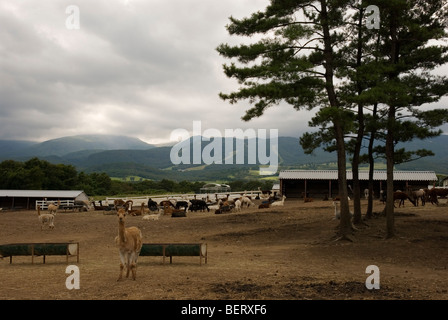 Nasu Alpaca Farm in Tochigi, Japan Stockfoto