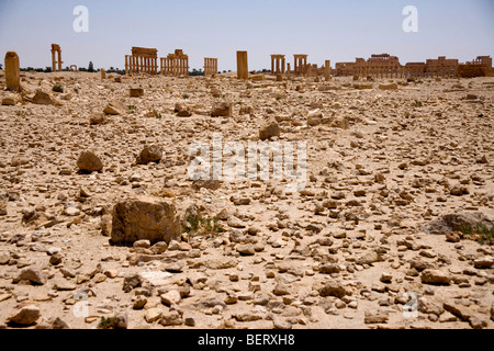 Römische Ruinen und archäologische Stätte in der Wüste, Palmyra, Syrien, Naher Osten, Asien Stockfoto