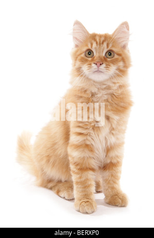 rote sibirische Tabby Studioportrait 15 Wochen alt Stockfoto