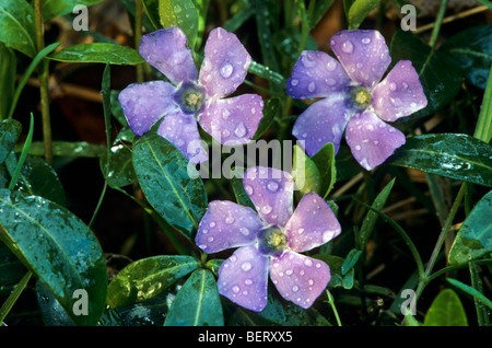 Unten Immergrün / großes Immergrün / mehr Immergrün / blue Immergrün (Vinca großen) in Blüte Stockfoto