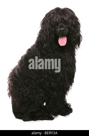 Portugiesischer Wasserhund Studioportrait Stockfoto