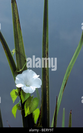 Größere Ackerwinde / Absicherung Ackerwinde / Signalhorn Rebe (Calystegia Sepium / Convolvulus Sepium) in Blüte Stockfoto