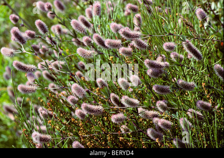 Haresfoot Clover / Rabbitfoot Klee (Trifolium Arvense) in Blüte Stockfoto