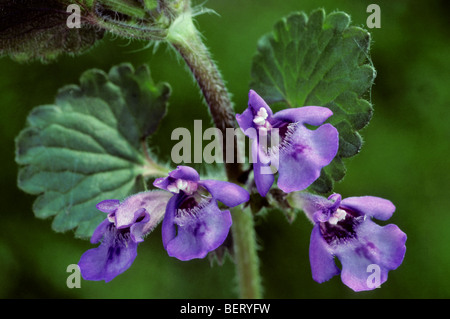 Ground Ivy / schleichende Charlie / Blüte (Glechoma Hederacea) in Blüte Stockfoto