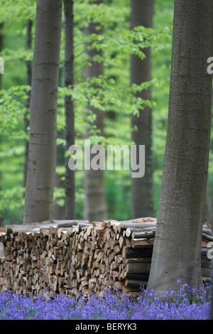 Holzstapel und Glockenblumen (Scilla non-Scripta / Endymion Nonscriptus) in Buchenwald, Hallerbos, Belgien Stockfoto