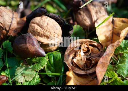 Frisch gefallenen Herbst Walnüsse Stockfoto