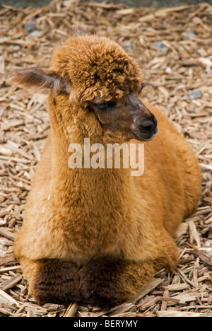 Junge Alpaka in Nasu Alpaca Farm in Tochigi, Japan Stockfoto