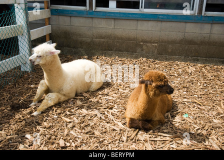 Schlepptau junge Alpakas in Nasu Alpaca Farm in Tochigi, Japan Stockfoto