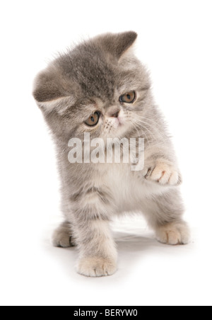 exotisch Kurzhaar Kätzchen spielen Studioportrait Stockfoto