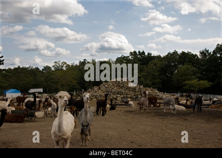 Nasu Alpaca Farm in Tochigi, Japan Stockfoto