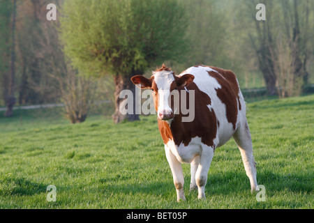 Grasende Kuh (Bos Taurus) mit Ohrmarke in Weideflächen, Belgien Stockfoto