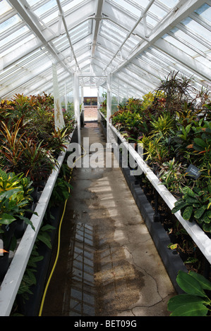 Liverpools botanische Sammlung in Gewächshäusern in Croxteth Hall Gardens untergebracht. Stockfoto