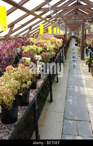 Liverpools botanische Sammlung in Gewächshäusern in Croxteth Hall Gardens untergebracht. Stockfoto