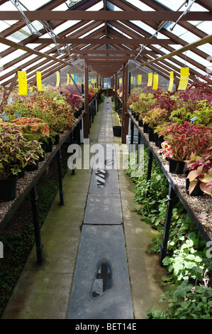 Liverpools botanische Sammlung in Gewächshäusern in Croxteth Hall Gardens untergebracht. Stockfoto