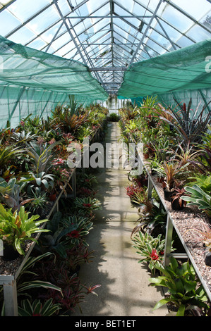 Liverpools botanische Sammlung in Gewächshäusern in Croxteth Hall Gardens untergebracht. Stockfoto