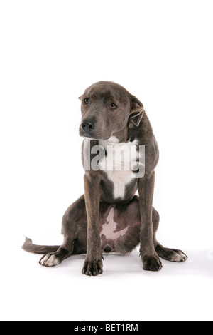 Eine traurige braune, graue Lurcher Hundesitting auf seinen Hinterbeinen auf weißem Hintergrund. Stockfoto