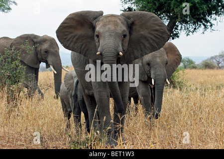 Afrikanische Elefanten (Loxodonta Africana) Herde zu Fuß durch die Savanne in Tarangire National Park, Tansania, Ostafrika Stockfoto