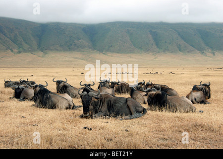 Blaue Gnus / gestromt Gnus (Connochaetes Taurinus) Herde ruht in der Ngorongoro Crater, Tansania, Ostafrika Stockfoto