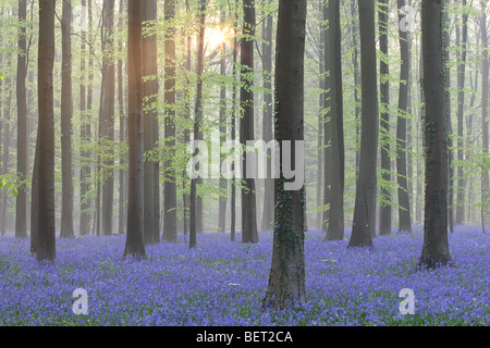 Glockenblumen (Scilla non-Scripta / Endymion Nonscriptus / Hyacinthoides non-Scripta) in Buchenwald, Hallerbos, Belgien Stockfoto