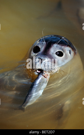 Harbor Seal / gemeinsame Dichtung (Phoca Vitulina) juvenile Fisch essen Stockfoto