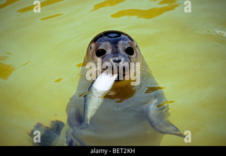 Harbor Seal / gemeinsame Dichtung (Phoca Vitulina) juvenile Fisch essen, Harbor Seal station Friedrichskoog, Deutschland Stockfoto