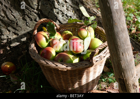 Frische Bio-Äpfel geerntet in einem Korb in einer Apfelplantage Stockfoto