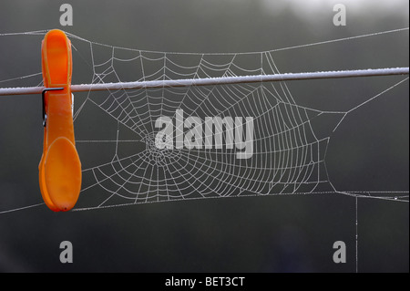 Am frühen Morgen fällig wird in die Stränge der ein Spinnennetz gesponnen gegen eine Wäscheklammer an einer Wäscheleine erfasst. Stockfoto