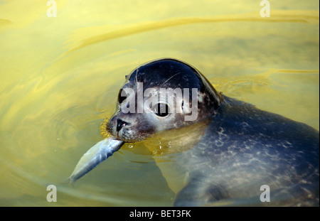 Harbor Seal / gemeinsame Dichtung (Phoca Vitulina) juvenile Fisch essen, Harbor Seal station Friedrichskoog, Deutschland Stockfoto