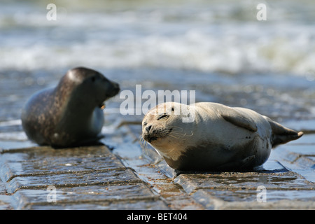 Zwei Dichtungen Hafen / gemeinsame Dichtung (Phoca Vitulina) Jungtiere ruht auf Wellenbrecher entlang der Nordseeküste Stockfoto