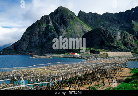 Stockfisch hängen zum Trocknen auf Holzgestellen in dem Fischerdorf Henningsvær / Henningsvær, Lofoten Inseln, Norwegen Stockfoto