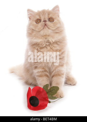 Perser Kätzchen Gedenktag Studioportrait Stockfoto