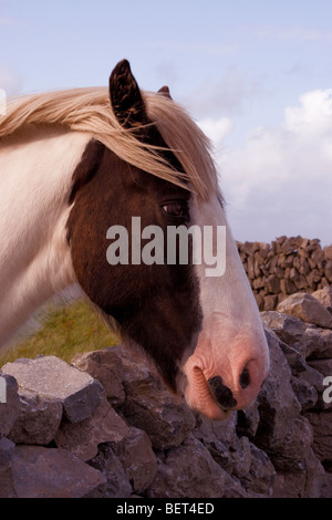 Pferd sieht gegenüber traditionellen stonewall, Inis Mor (Inismore) Insel, Aran-Inseln, Co. Galway, Irland Stockfoto