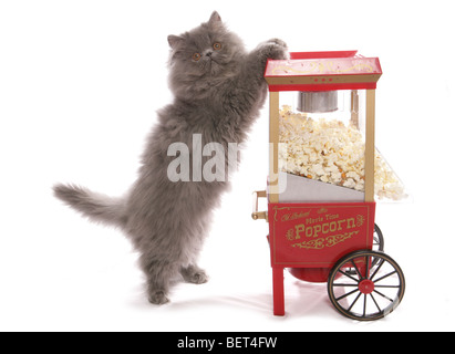 blaue Perser Kätzchen mit Popcorn Maschine Studioportrait