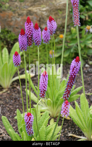 Poker-Primel, Primula Vialii, Primulaceae, südlichen Zentralchina Stockfoto
